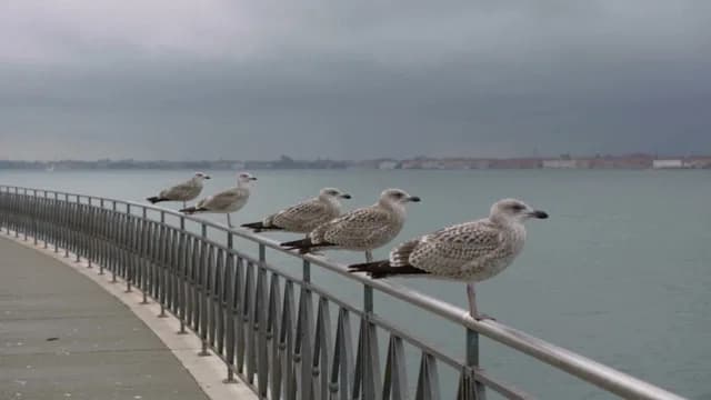 Clip · seagulls taking flight